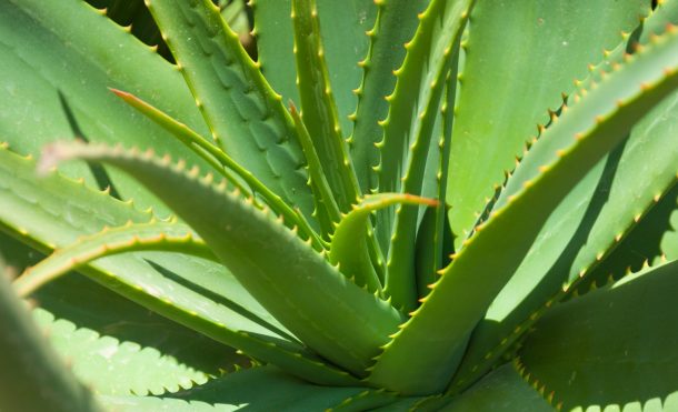 LO QUE NO SABÍAS DEL ALOE VERA - MTX Corporation